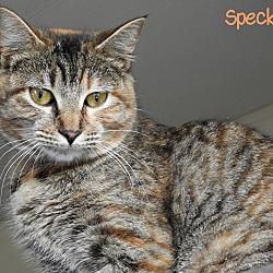 Thumbnail photo of Speckle #2