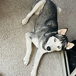 Photo of Nova 