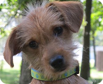 Allentown Pa Terrier Unknown Type Medium Meet Snickerdoodle A Pet For Adoption Adoptapet Com