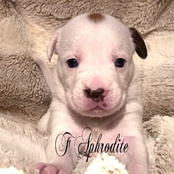 Photo of Aphrodite - Olympia Puppy Permanent Foster - ABR Return