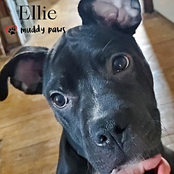 Thumbnail photo of Ellie (Courtesy Post) #3