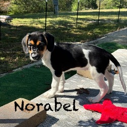 Thumbnail photo of Norabel beagle #3