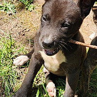 adopt a pet
