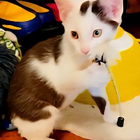 adopt a pet