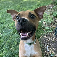 adopt a pet