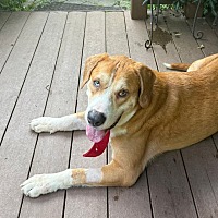 adopt a pet