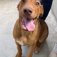 adopt a pet