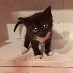 Photo of Adorable Tuxedo Kittens!