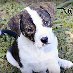 Thumbnail photo of Pella~adopted! #1