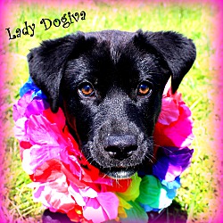 Thumbnail photo of Lady Dogiva~adopted! #1
