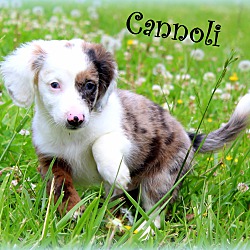 Thumbnail photo of Cannoli~adopted! #1