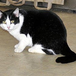 Thumbnail photo of Sweetie - NC #3