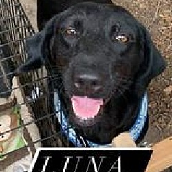 Thumbnail photo of Luna 2 (TX) #3
