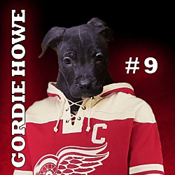 Thumbnail photo of Gordie Howe #1