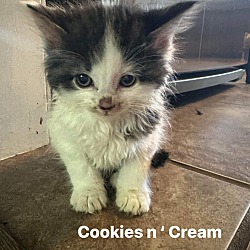 Photo of Cookies n' Cream