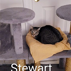Photo of Stewart