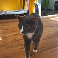 adopt a pet