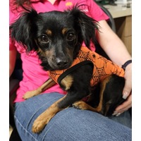adopt-pet