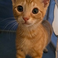 adopt-pet