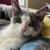 adopt-pet