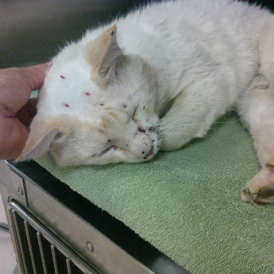 Lincoln Ne Siamese Meet Marshmallow A Pet For Adoption