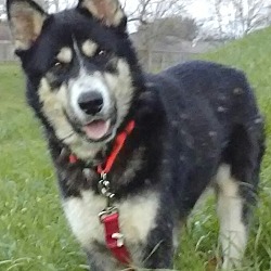 Thumbnail photo of Lobo - what a sweet,calm boy!! #3