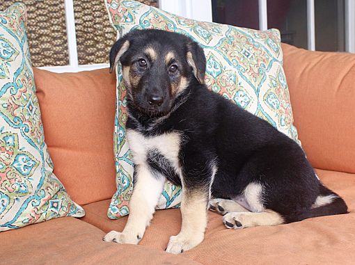 Moodle Gsd Los Angeles Ca German Shepherd Dog Meet Moodle A Pet For Adoption adopt a pet com