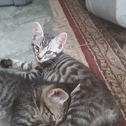 Photo of Siamese/Pixiebob kittens