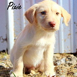 Thumbnail photo of Pixie~adopted! #2