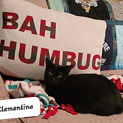 Thumbnail photo of Clementine #2