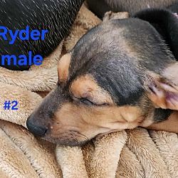 Thumbnail photo of Ryder #4