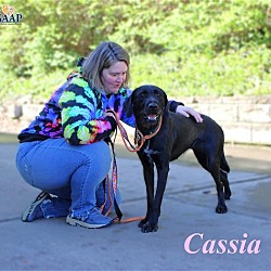 Thumbnail photo of Cassia #4