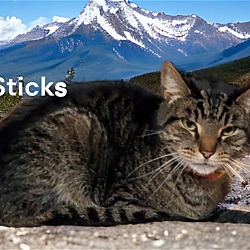 Thumbnail photo of Sticks #3