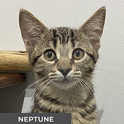 Thumbnail photo of Neptune #1