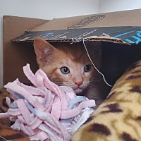 adopt a pet