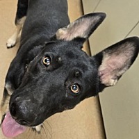 adopt a pet