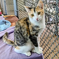 adopt-pet