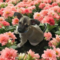 adopt-pet