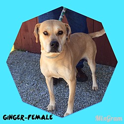 Thumbnail photo of Ginger (reduced fee!) #1