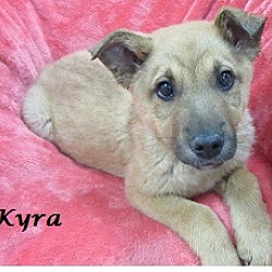 Thumbnail photo of Kyra #1