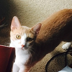 Photo of Kit Cat
