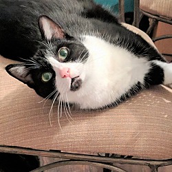 Photo of Figaro-5 yr old-DECLAWED