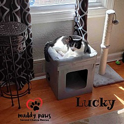 Thumbnail photo of Lucky #2
