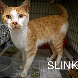 Thumbnail photo of Slinky (FCID# 06/17/2024 -13 Trainer) #2
