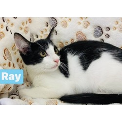 Thumbnail photo of Ray #3