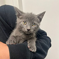 adopt a pet
