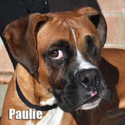 Thumbnail photo of Paulie #1