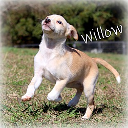 Thumbnail photo of Willow~adopted! #2