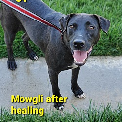 Thumbnail photo of Mowgli #1