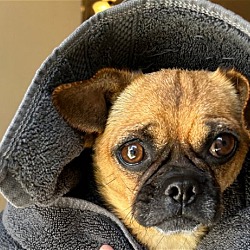 Photo of Penny